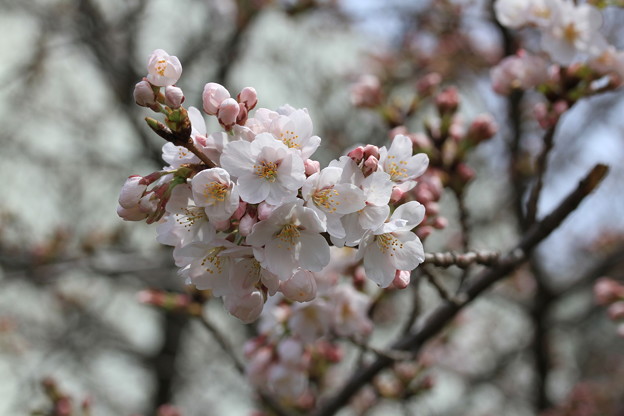 写真: 先週の桜（河川敷）3