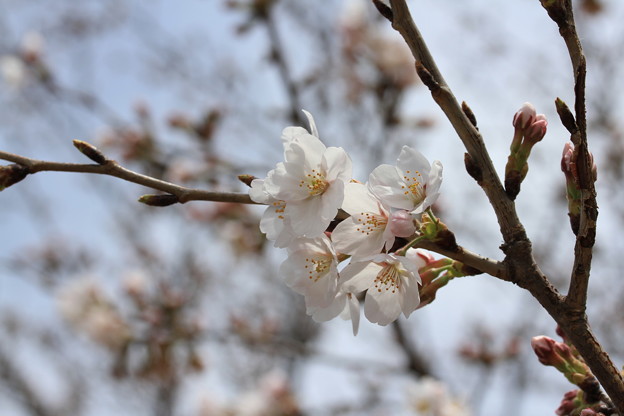 写真: 先週の桜（河川敷）4