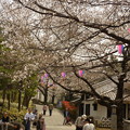 写真: 飛鳥山公園の桜?