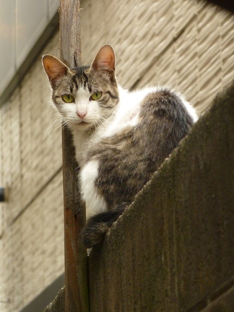 写真: 塀の上の猫