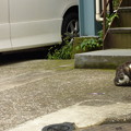写真: 朝食を頬張る野良猫(2)