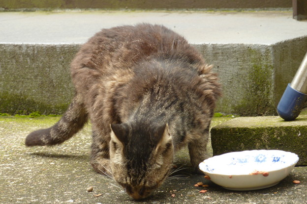 写真: 朝食を頬張る野良猫?