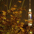 Photos: 夜の楓とスカイツリー(2)