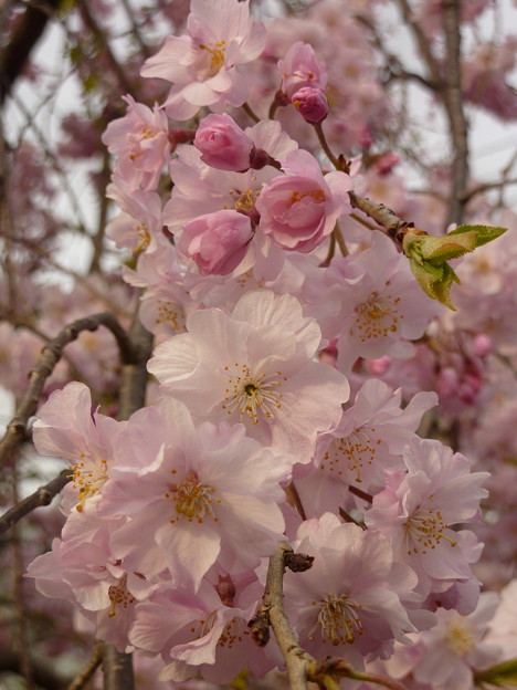 写真: 2010年のしだれ桜?