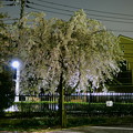 Photos: 夜のしだれ桜?