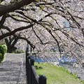 写真: ４月　野川沿いの桜