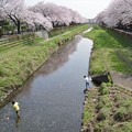 写真: ４月　野川沿いの桜