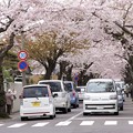写真: 桜の小径