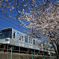 日比谷線の電車と桜