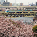 写真: 粋な桜のけごん１号