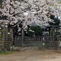 写真: 八坂神社（栗橋）2