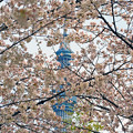 写真: 桜ツリー