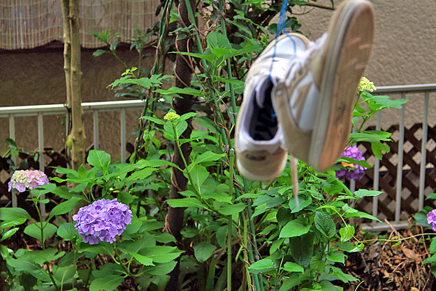庭の紫陽花と洗ったスニーカー