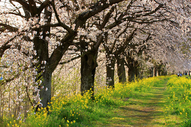 写真: 金崎の桜