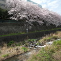 写真: 桜と東海道本線