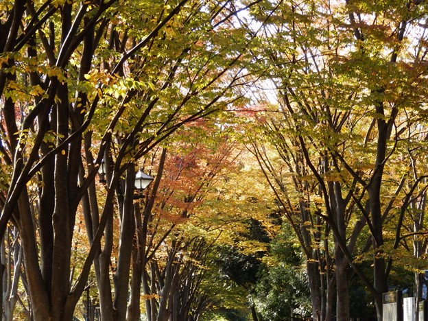 写真: 府中の森公園（東京都府中市）