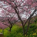 写真: 河津桜並木（静岡県河津町）