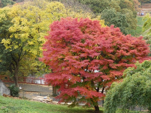 写真: 多摩動物公園・紅葉（東京都日野市）