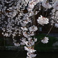 写真: 祇園白川の桜