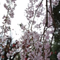 写真: 慈雲寺の糸桜
