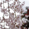 写真: 慈雲寺の糸桜