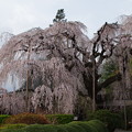 慈雲寺の糸桜