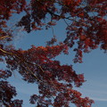 写真: 建長寺の紅葉