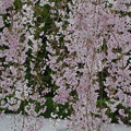退蔵院の桜