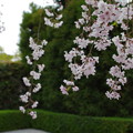 写真: 退蔵院の桜