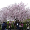 写真: 退蔵院の桜