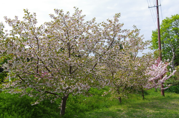 写真: 松前公園の桜