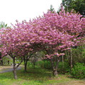 写真: 松前公園の桜