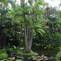 写真: Singapore Botanic Garden