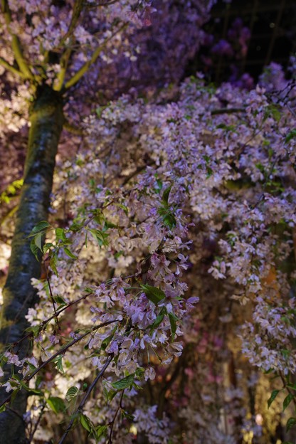 写真: Blossom Bliss @ Flower Dome