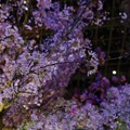 写真: Blossom Bliss @ Flower Dome