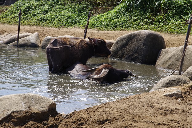 写真: 由布島の水牛