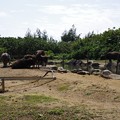 写真: 由布島の水牛