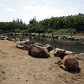 由布島の水牛