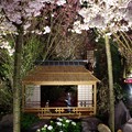 写真: Sakura Matsuri @ Flower Dome