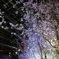 写真: Sakura Matsuri @ Flower Dome