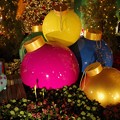 写真: Poinsettia Wishes at Flower Dome