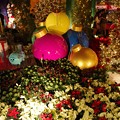 写真: Poinsettia Wishes at Flower Dome