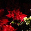 Poinsettia Wishes at Flower Dome