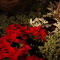 Poinsettia Wishes at Flower Dome