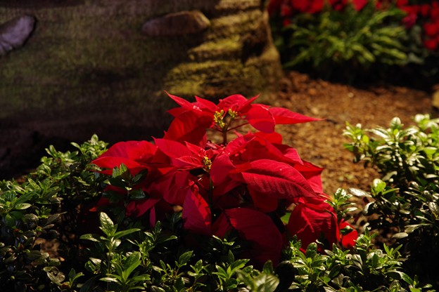 Gardens by the Bay Poinsettia Wishes 2019