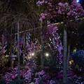 Sakura Matsuri @ Gardens by the Bay