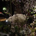 Photos: Sakura Matsuri @ Gardens by the Bay