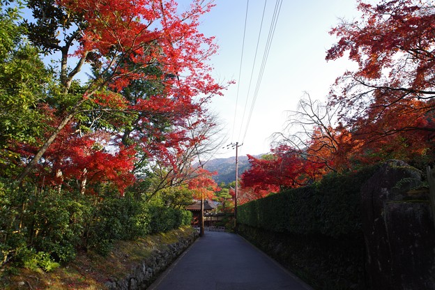 写真: 東山の紅葉