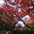 写真: 永観堂の紅葉