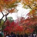 写真: 永観堂の紅葉